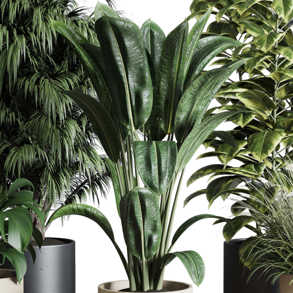 Collection indoor plant 284 plant ficus rubbery