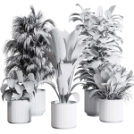 Collection indoor plant 284 plant ficus rubbery