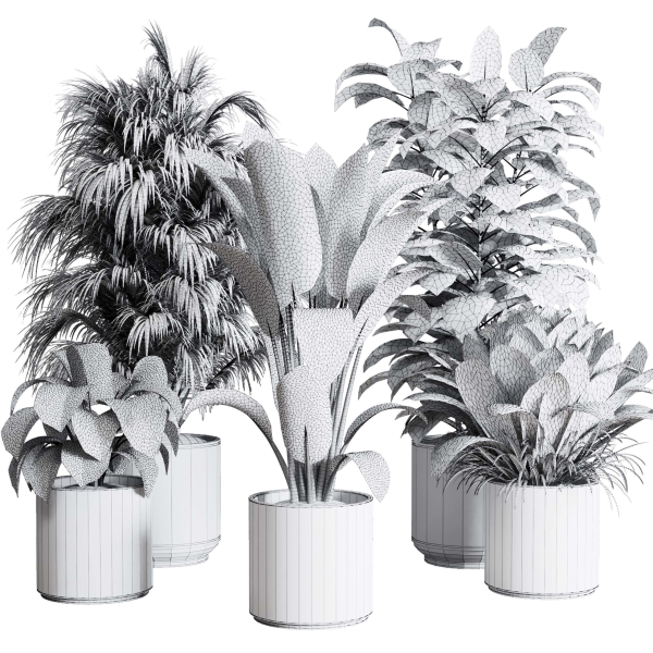 Collection indoor plant 284 plant ficus rubbery