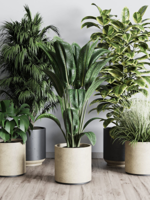 Collection indoor plant 284 plant ficus rubbery