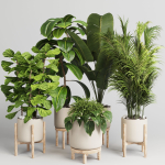 collection Indoor plant 30 -wood vase