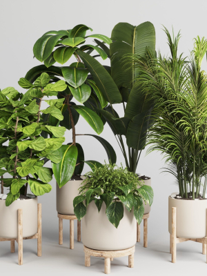 collection-indoor-plant-30-wood-vase-3d-model-low-poly-max-obj-3ds-fbx