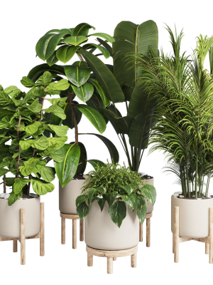 collection Indoor plant 30 -wood vase