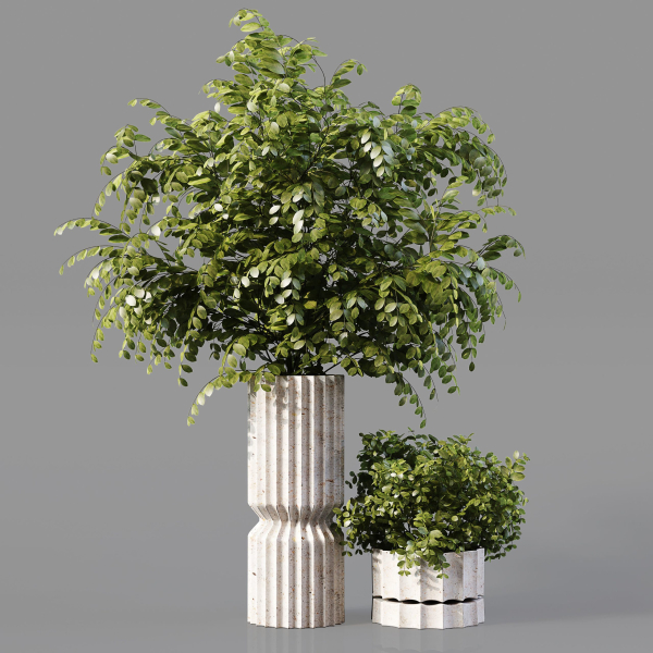 Collection Indoor Plants 019