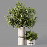 Collection Indoor Plants 019