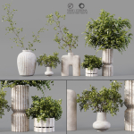 Collection Indoor Plants 019
