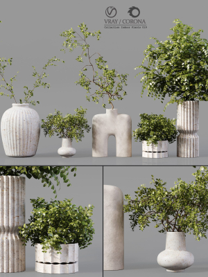 Collection Indoor Plants 019