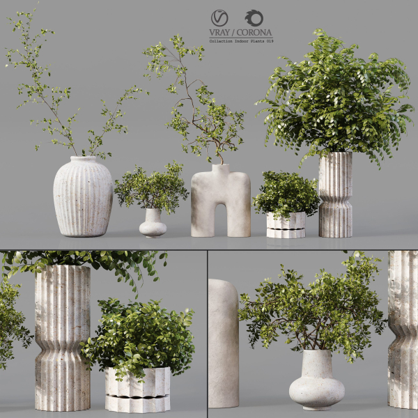 Collection Indoor Plants 019