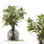Collection Indoor Plants 020