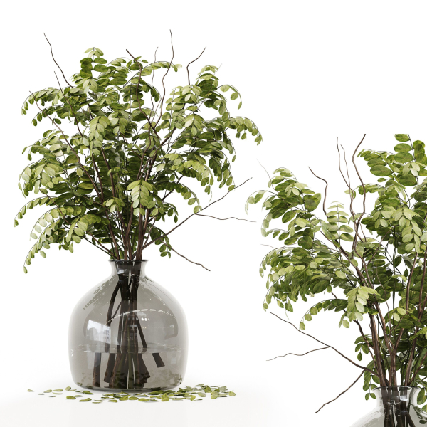 Collection Indoor Plants 020