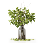 Collection Indoor Plants 020