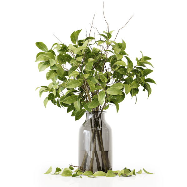 Collection Indoor Plants 020