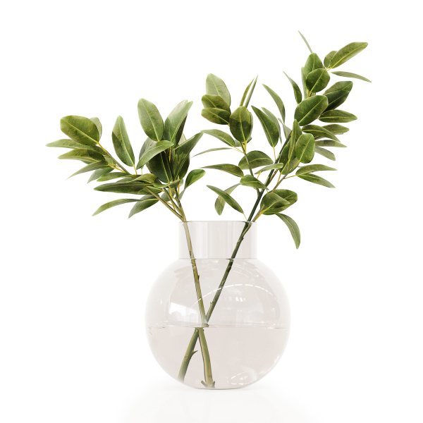 Collection Indoor Plants 020