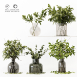 Collection Indoor Plants 020