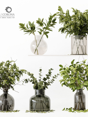 Collection Indoor Plants 020