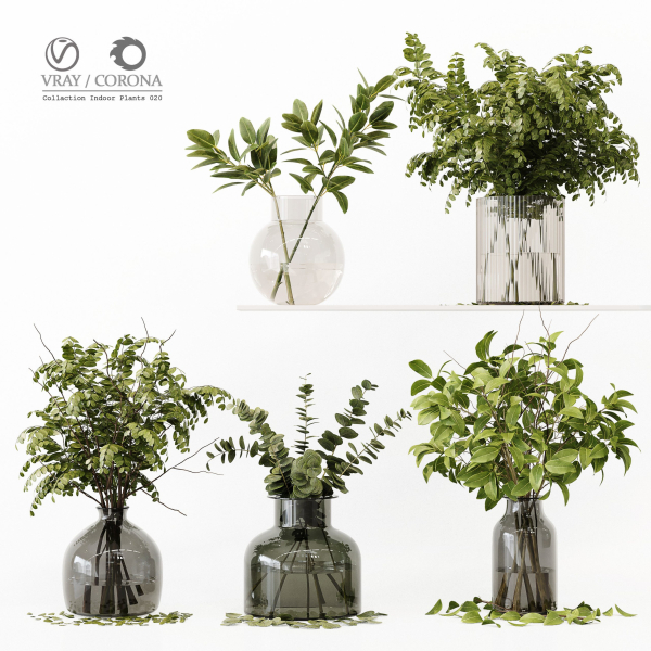 Collection Indoor Plants 020