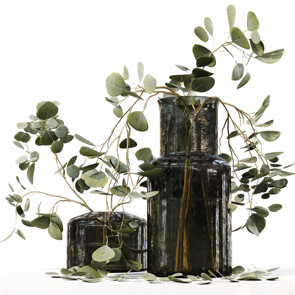 Collection Indoor Plants 047