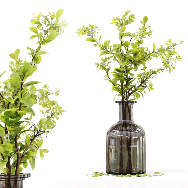 Collection Indoor Plants 047