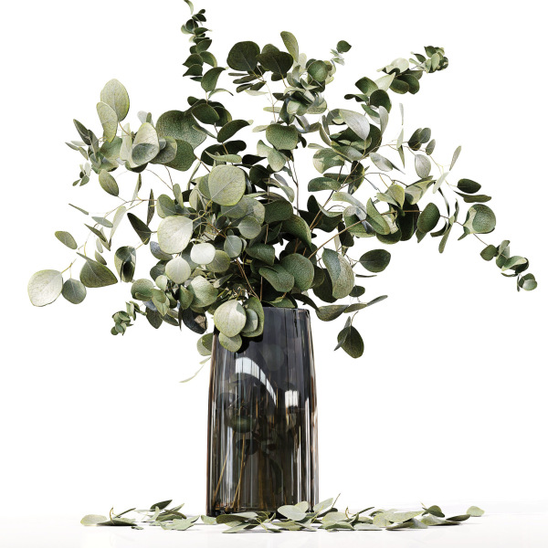 Collection Indoor Plants 047