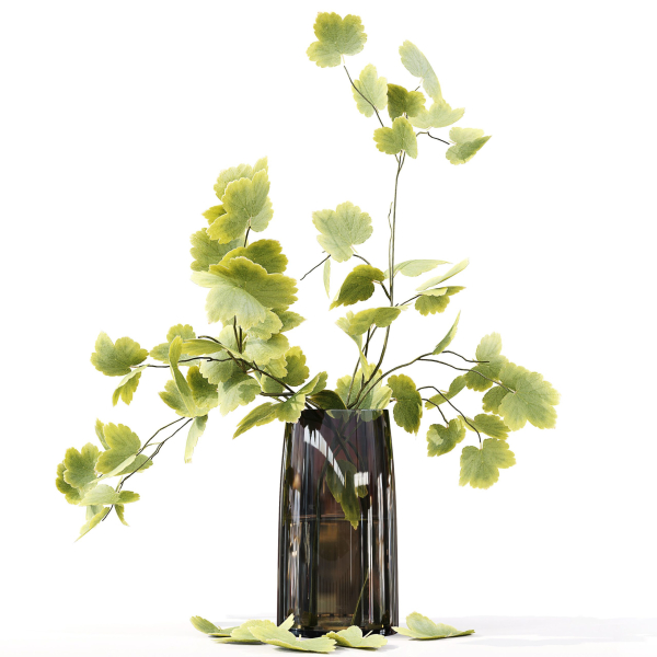 Collection Indoor Plants 047