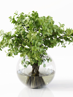 collection-indoor-plants-048-3d-model-17653bb5a9