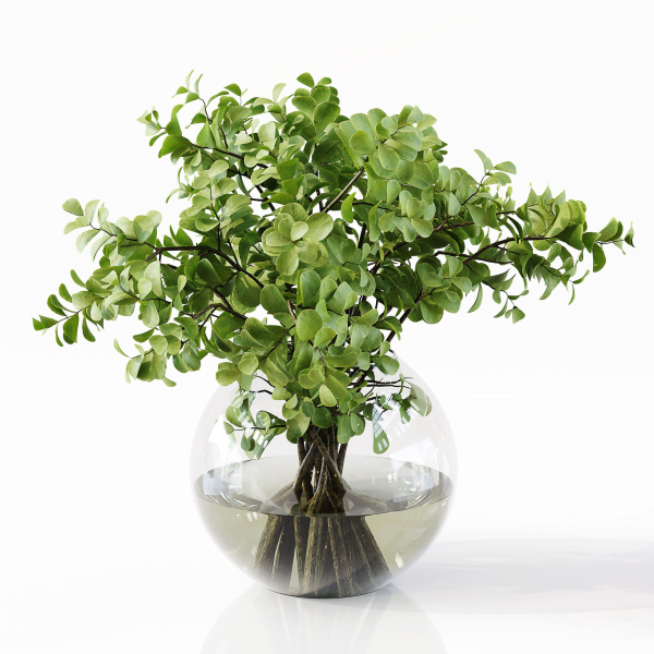 Collection Indoor Plants 048