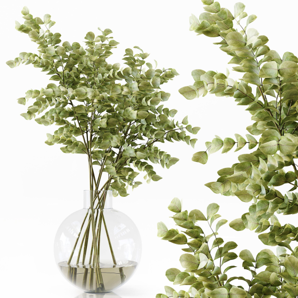 Collection Indoor Plants 048