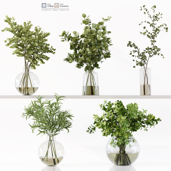 Collection Indoor Plants 048