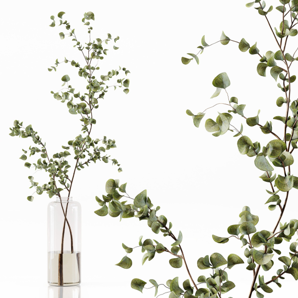 Collection Indoor Plants 048