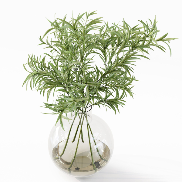 Collection Indoor Plants 048