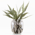 Collection Indoor Plants 048