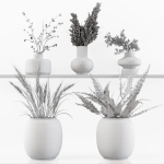 Collection Indoor Plants 048