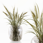 Collection Indoor Plants 048