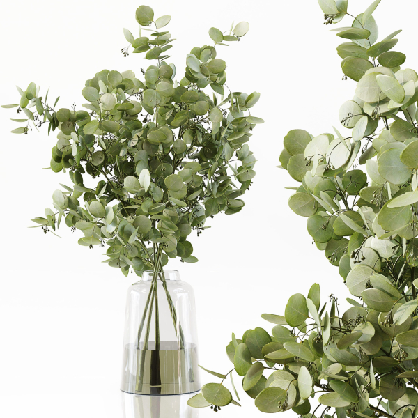 Collection Indoor Plants 048
