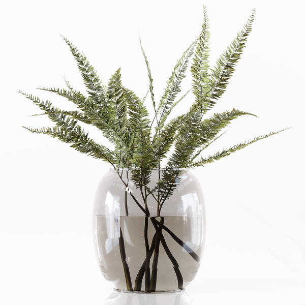 Collection Indoor Plants 048