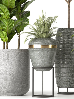 collection-indoor-plants-set-nim06-3d-model-max-obj