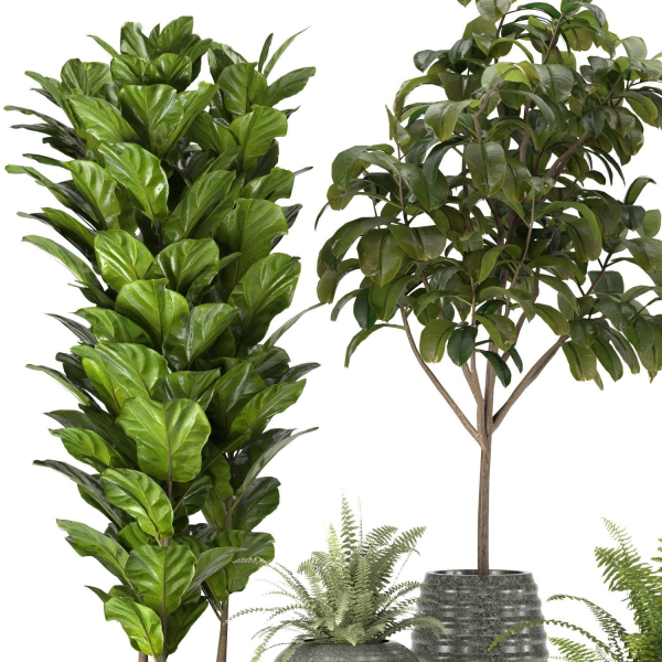 Collection Indoor Plants Set Nim06