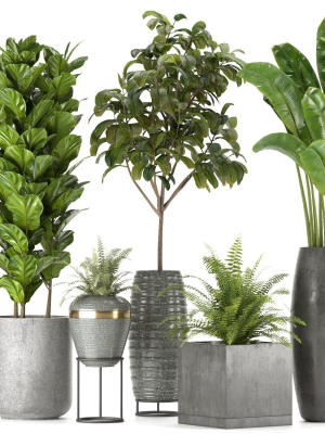 Collection Indoor Plants Set Nim06