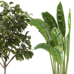 Collection Indoor Plants Set Nim06