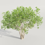collection of bushes vol 164-Blender