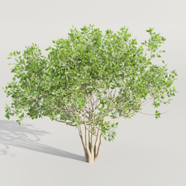collection of bushes vol 164-Blender
