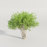 collection of bushes vol 164-Blender