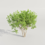 collection of bushes vol 164-Blender