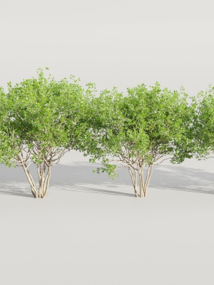 collection-of-bushes-vol-164-blender-3d-model-a6128cecd5