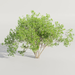 collection of bushes vol 164-Blender