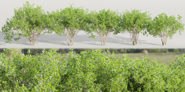 collection of bushes vol 164-Blender