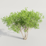 collection of bushes vol 164-Blender