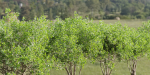 collection of bushes vol 164-Blender
