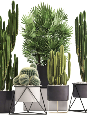 Collection of Exotic Cactus Plants 8