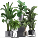 Collection of Exotic plants